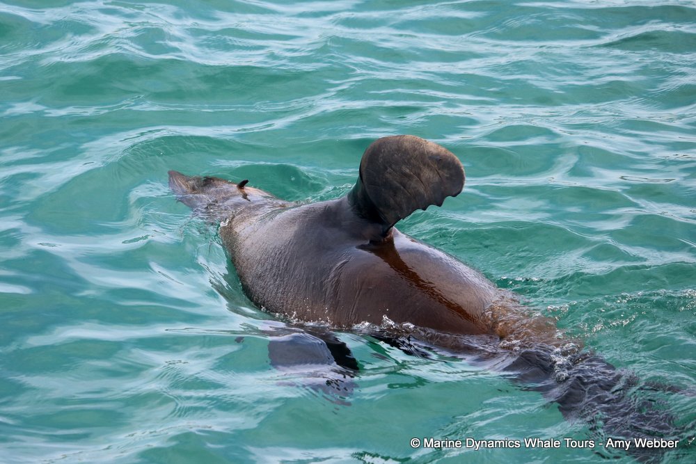 cape fur seal, whale watching, gansbaai, south africa