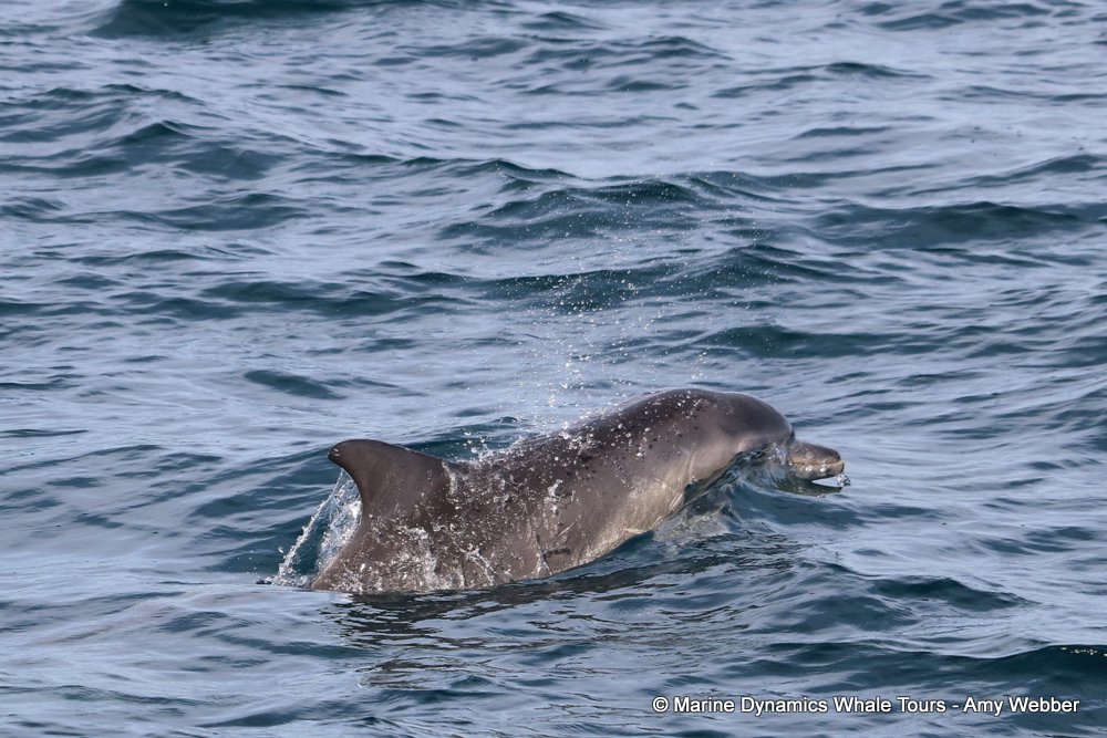 bottlenose dolphin Whale watching, South Africa, Gansbaai,