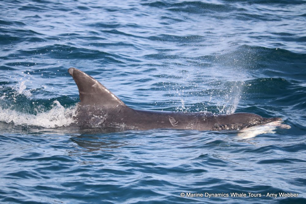 bottlenose dolphin Whale watching, South Africa, Gansbaai,