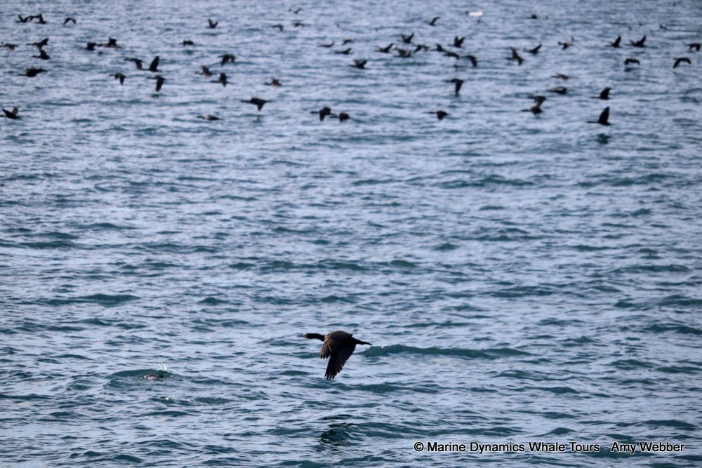 cormorant, whale watching, gansbaai, south africa,