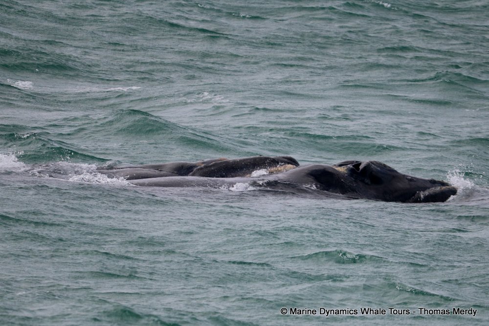 Southern right whale, whale watching, gansbaai, south africa,
