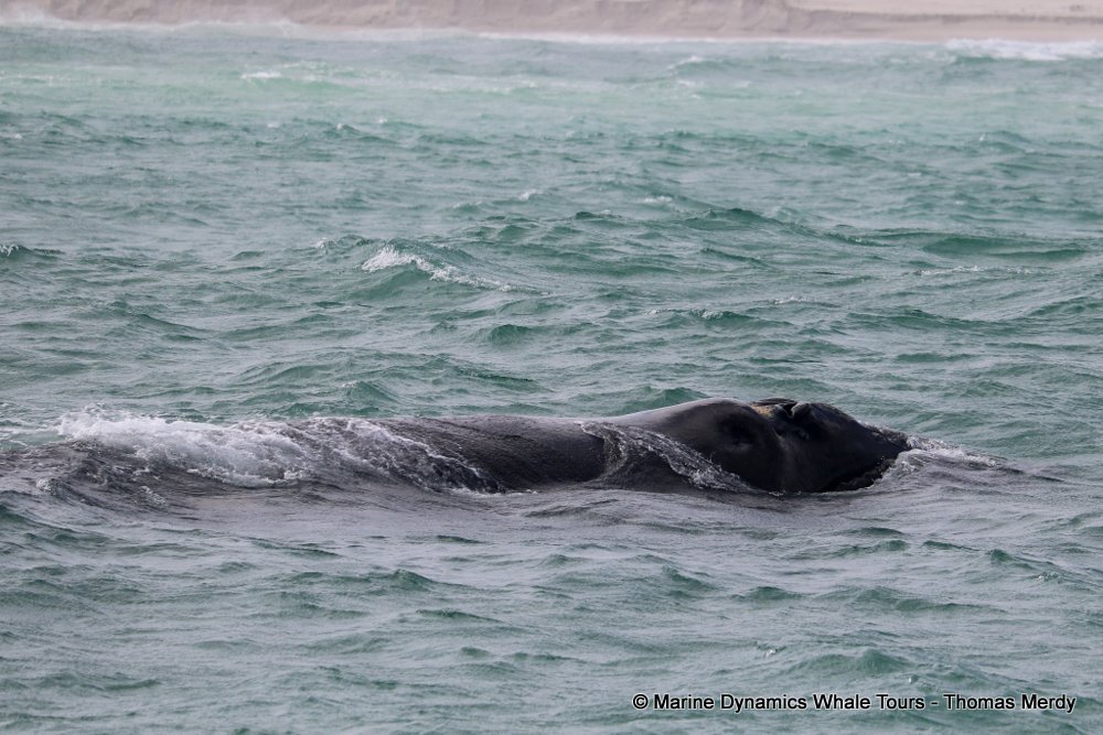 Southern right whale, whale watching, gansbaai, south africa,