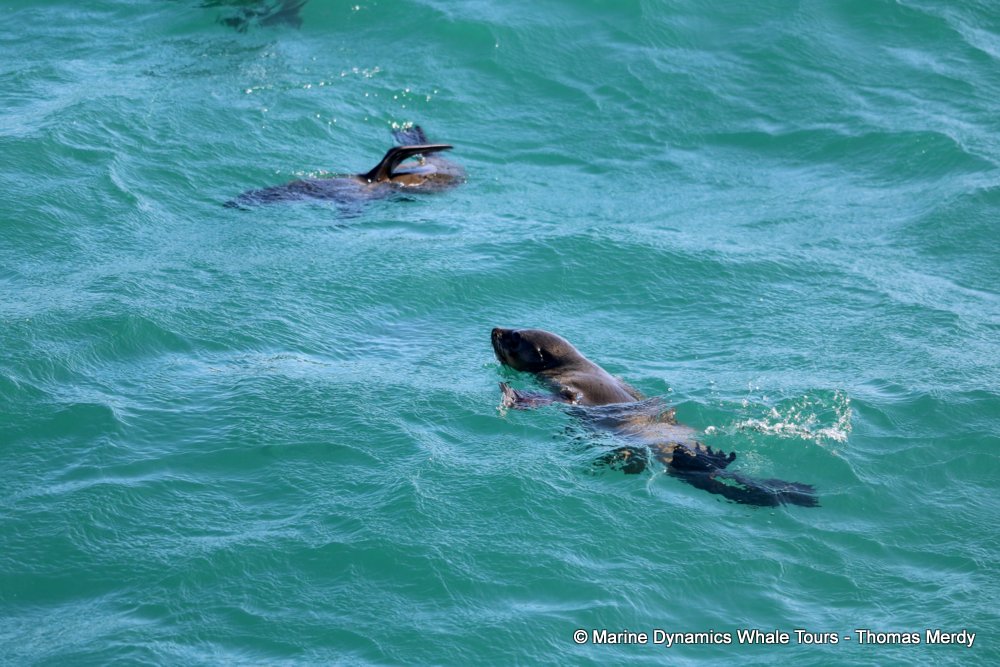 cape fur seal, whale watching, gansbaai, south africa