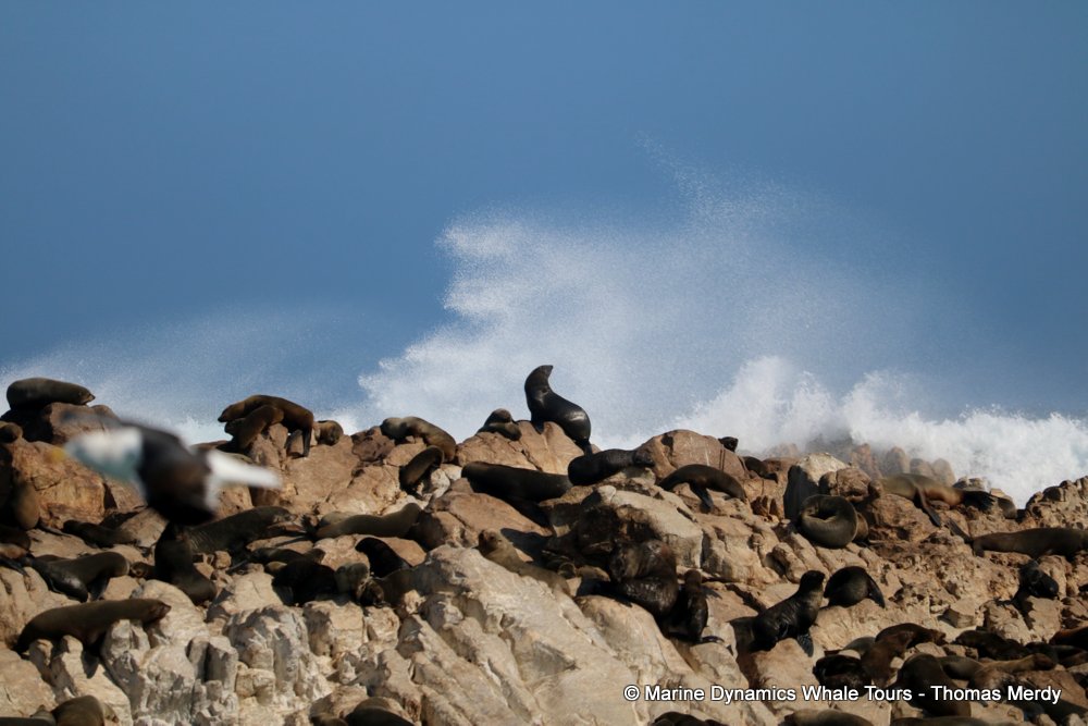 cape fur seal, whale watching, gansbaai, south africa