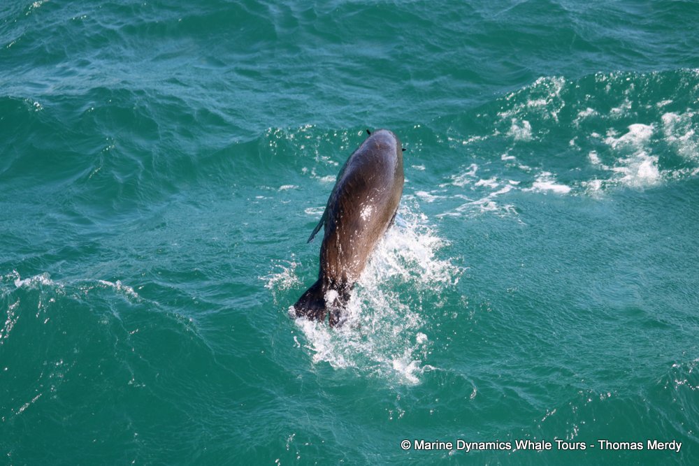 cape fur seal, whale watching, gansbaai, south africa