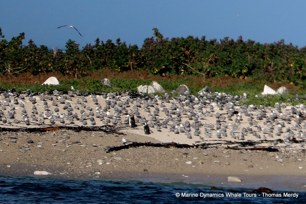 African Penguin , whale watching, gansbaai, south africa,