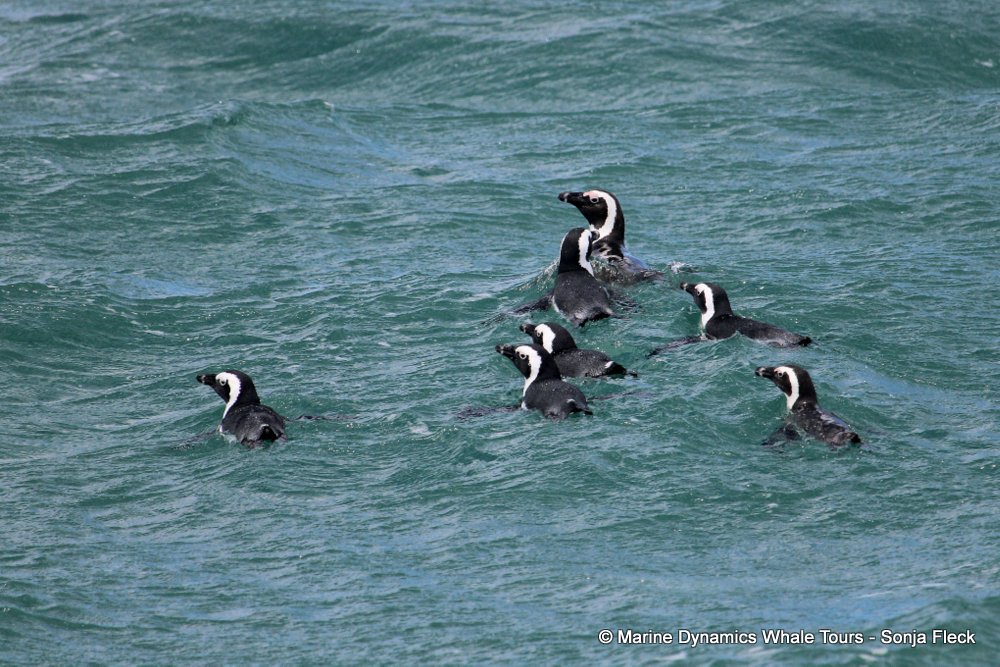 african penguin, whale watching, gansbaai, south africa
