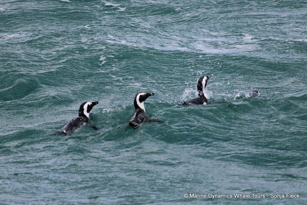 african penguin, whale watching, gansbaai, south africa