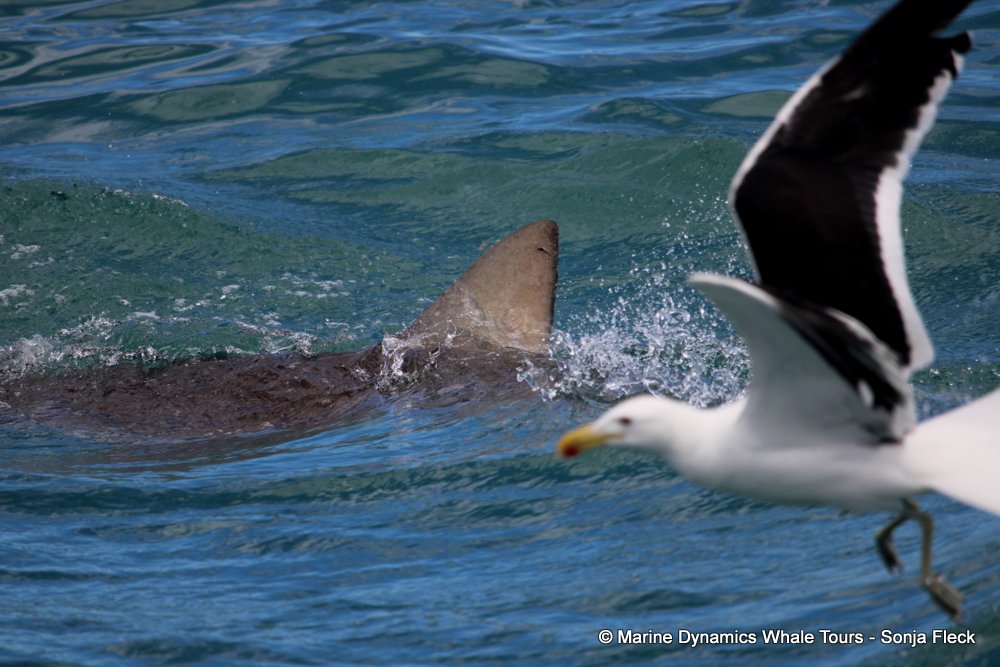 bronze whaler shark, whale watching, gansbaai, south africa,