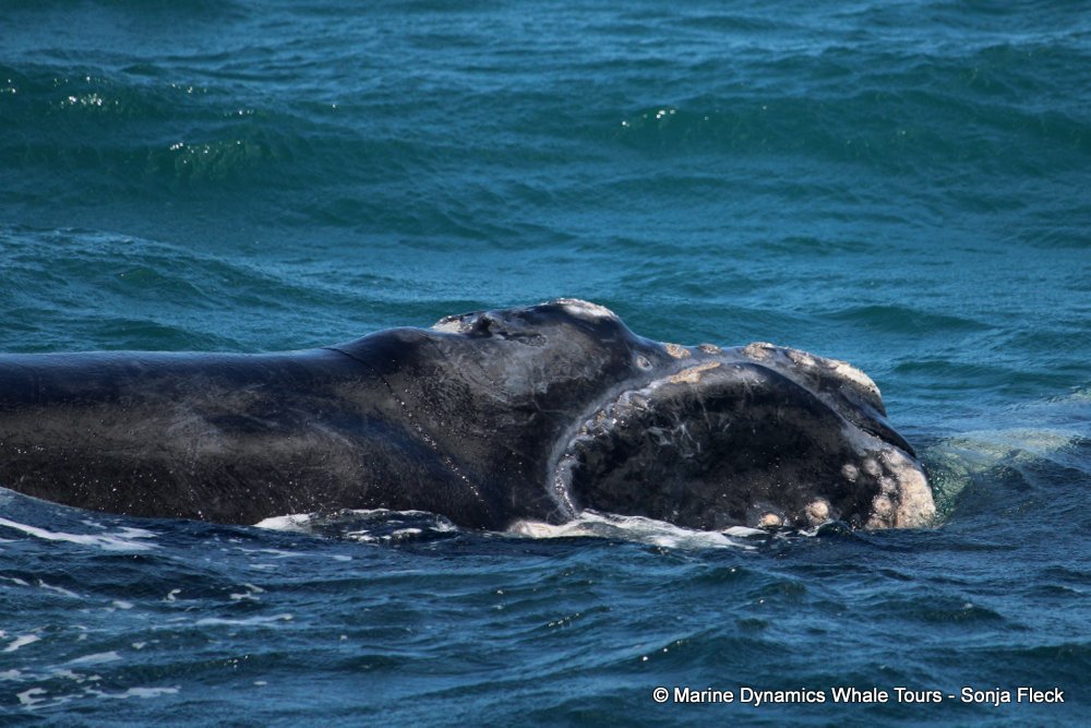 Southern right whale, whale watching, gansbaai, south africa,