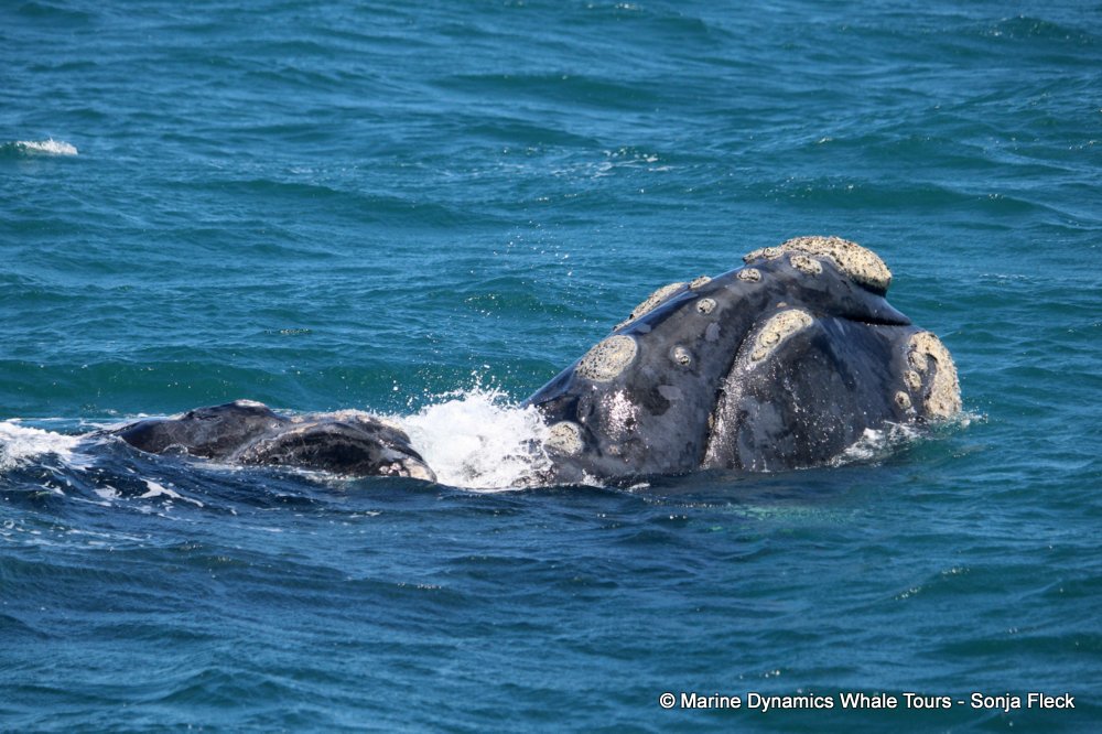 Southern right whale, whale watching, gansbaai, south africa,