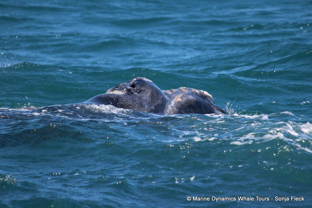 Southern right whale, whale watching, gansbaai, south africa,