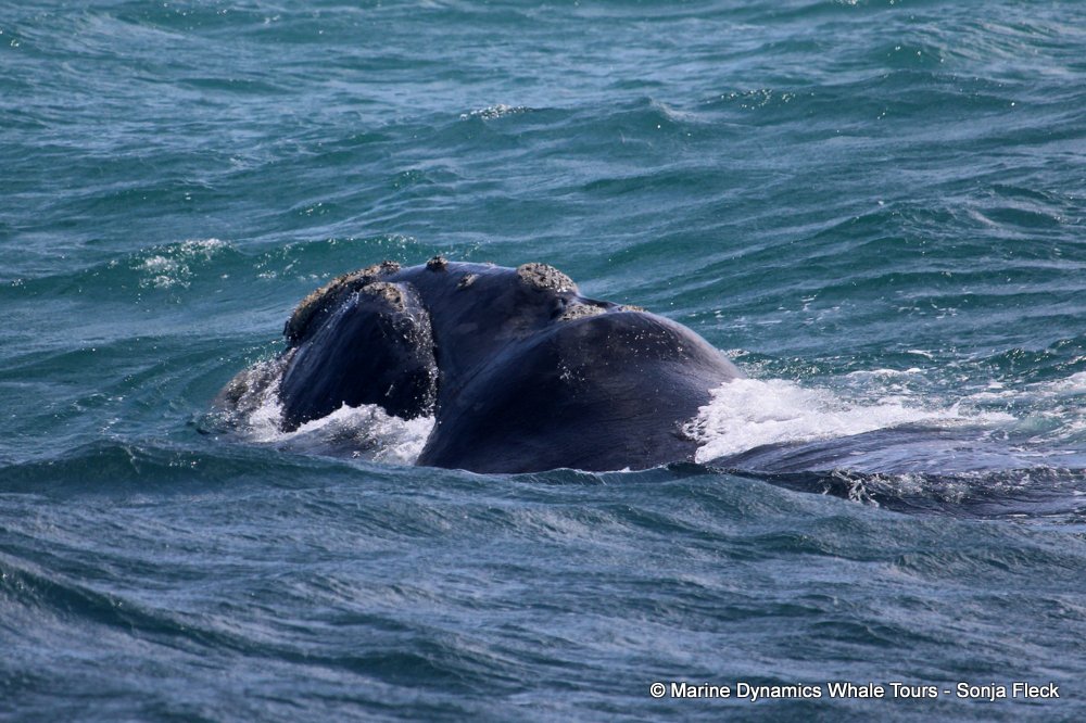 Southern right whale, whale watching, gansbaai, south africa,