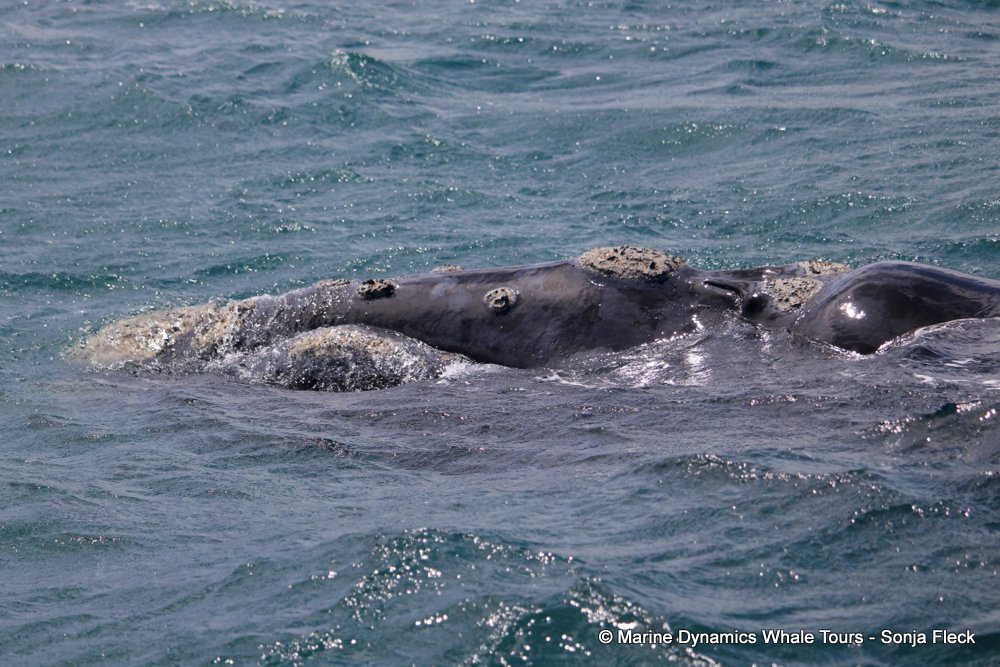 Southern right whale, whale watching, gansbaai, south africa,