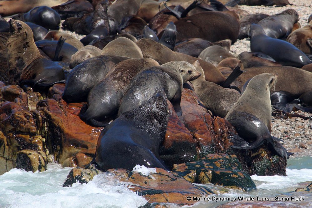 cape fur seal, whale watching, gansbaai, south africa