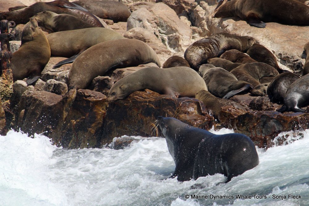 cape fur seal, whale watching, gansbaai, south africa
