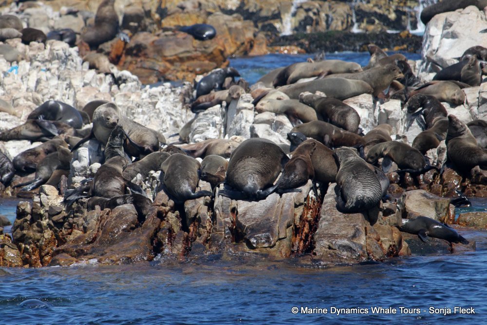 cape fur seal, whale watching, gansbaai, south africa