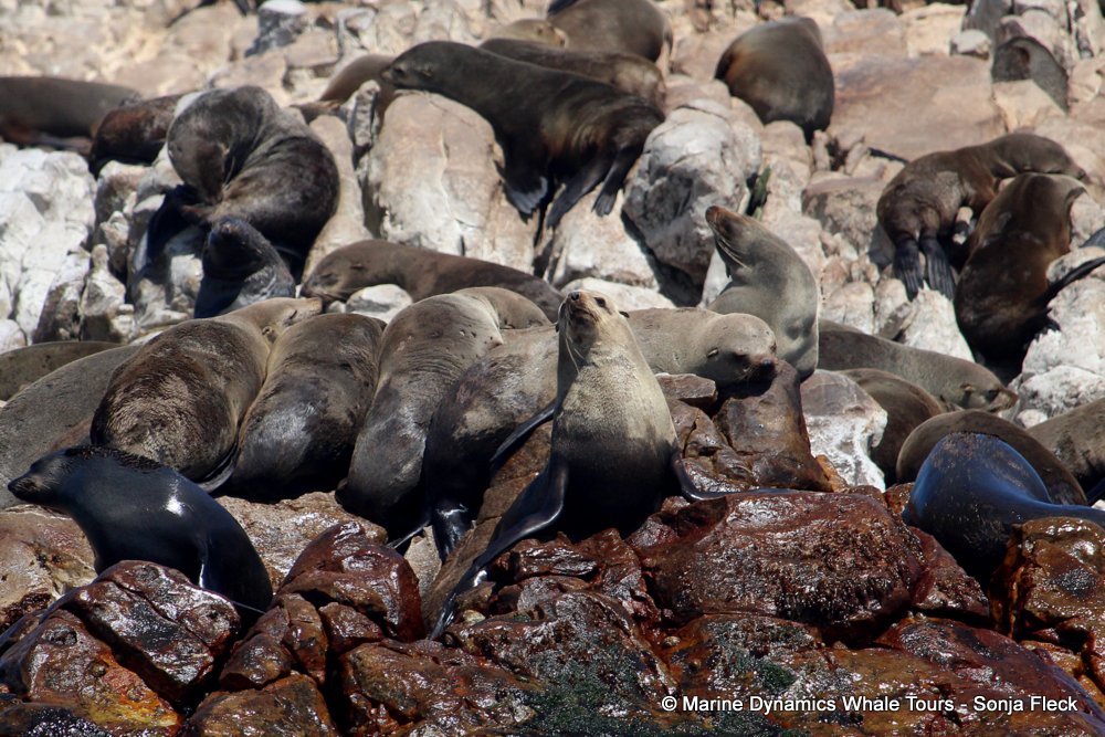 cape fur seal, whale watching, gansbaai, south africa