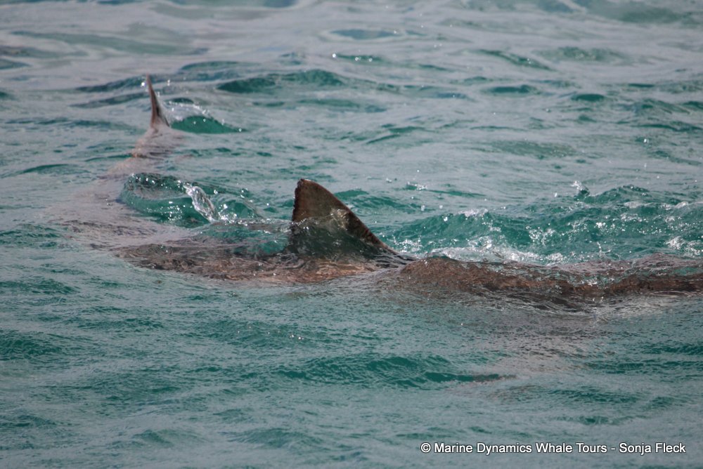 bronze whaler shark, whale watching, gansbaai, south africa,
