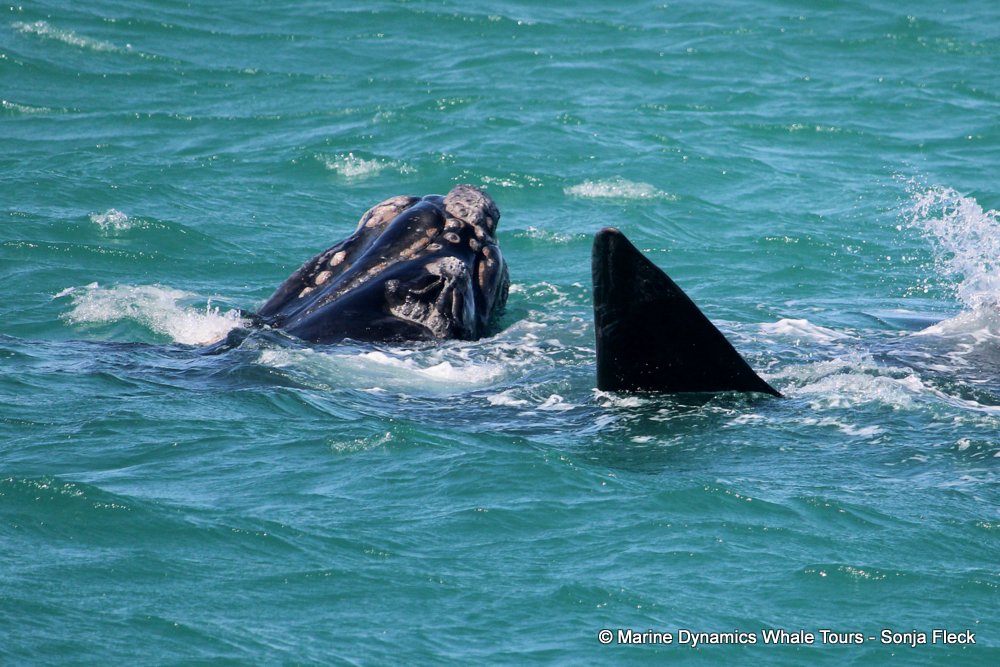 Southern right whale, whale watching, gansbaai, south africa,