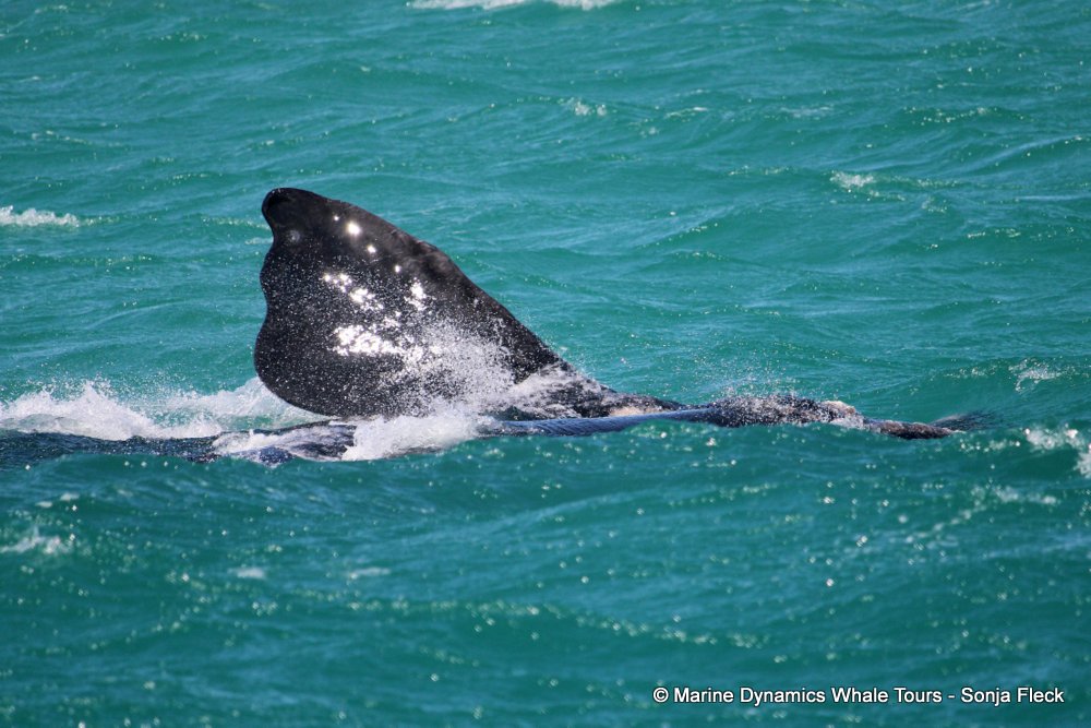 Southern right whale, whale watching, gansbaai, south africa,