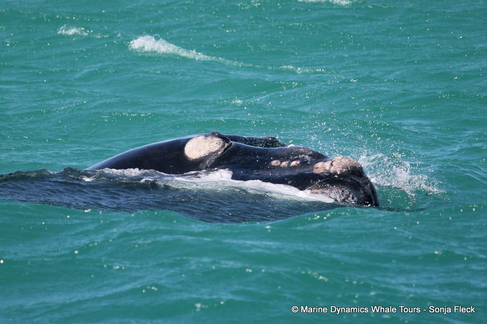 Southern right whale, whale watching, gansbaai, south africa,