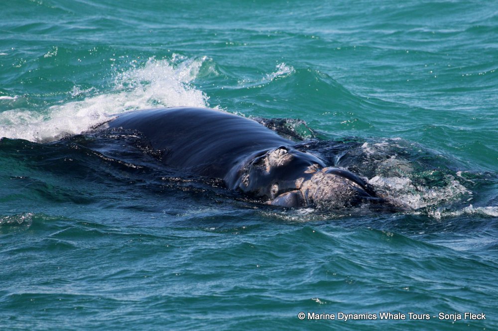 Southern right whale, whale watching, gansbaai, south africa,