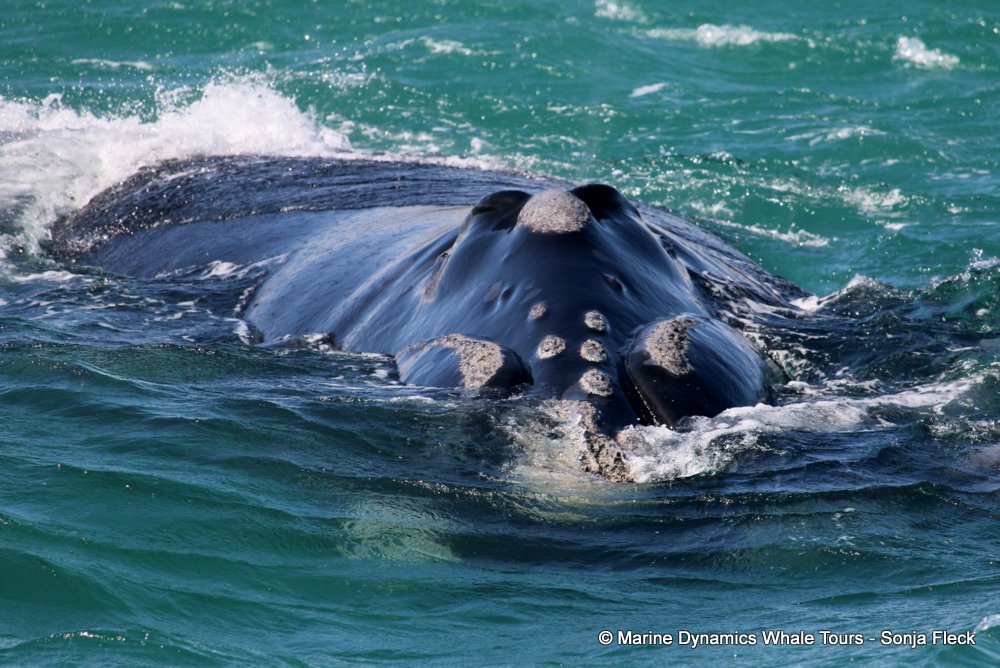 Southern right whale, whale watching, gansbaai, south africa,