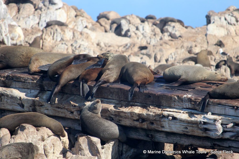 cape fur seal, whale watching, gansbaai, south africa