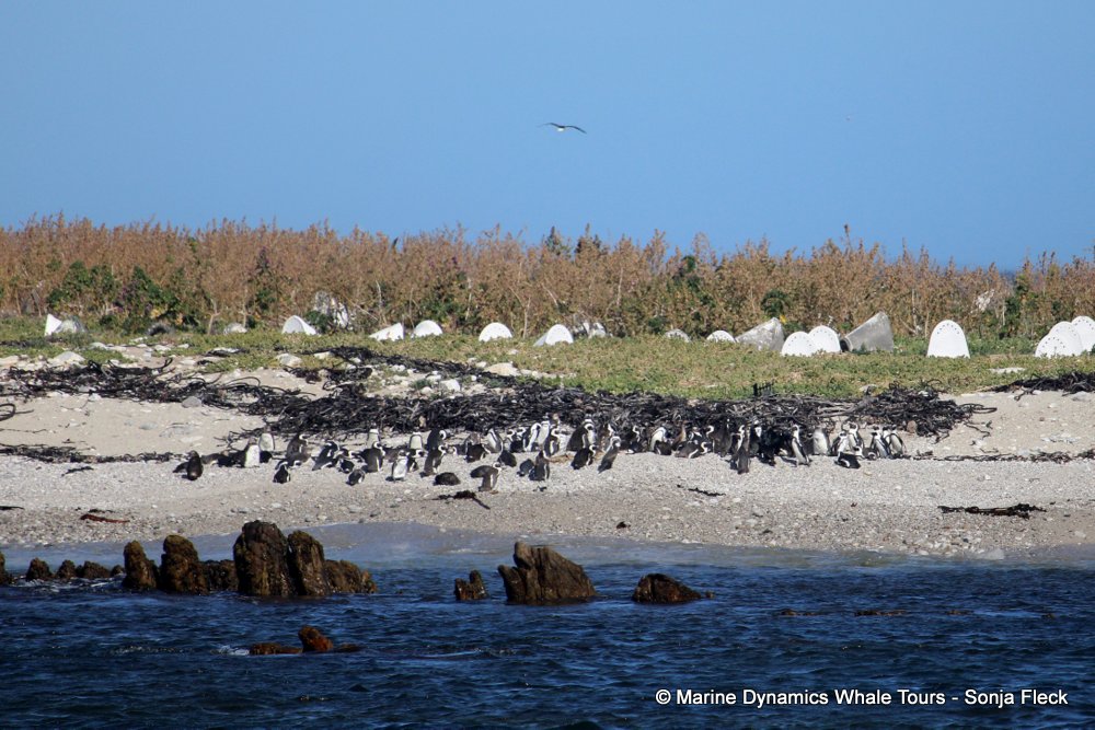 african penguin, whale watching, gansbaai, south africa