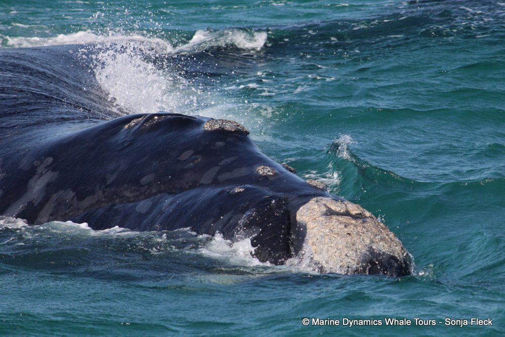 Southern right whale, whale watching, gansbaai, south africa,