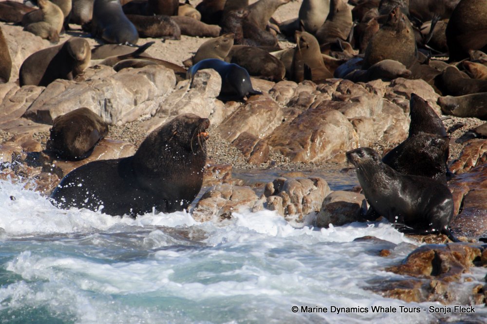 cape fur seal, whale watching, gansbaai, south africa