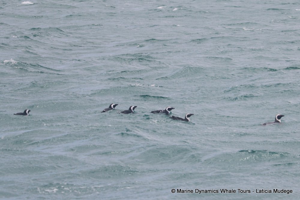 african penguin, whale watching, gansbaai, south africa