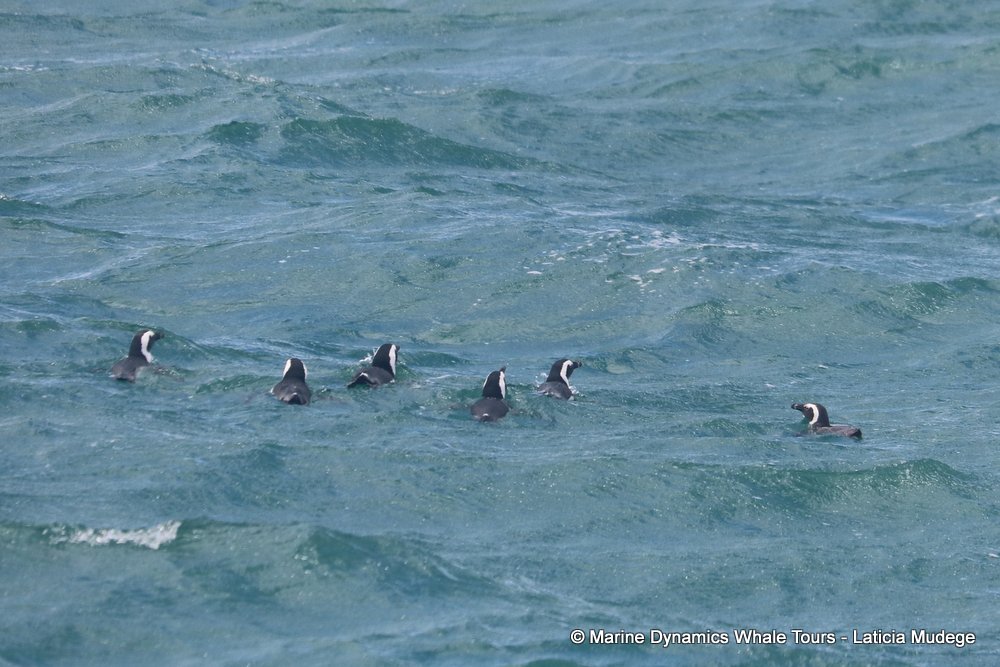 african penguin, whale watching, gansbaai, south africa