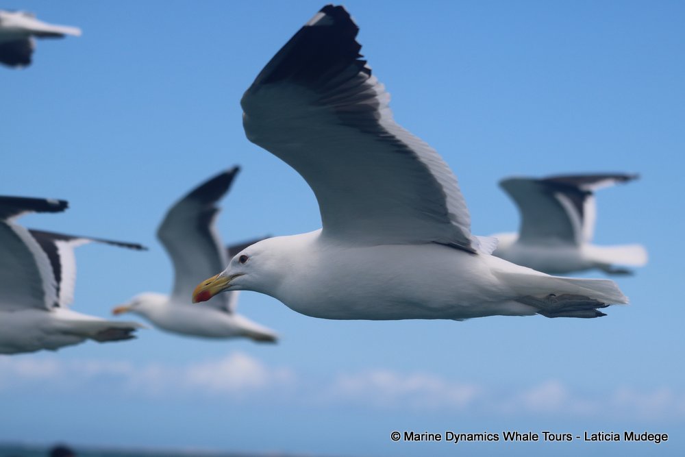 gull, whale watching, gansbaai, south africa,
