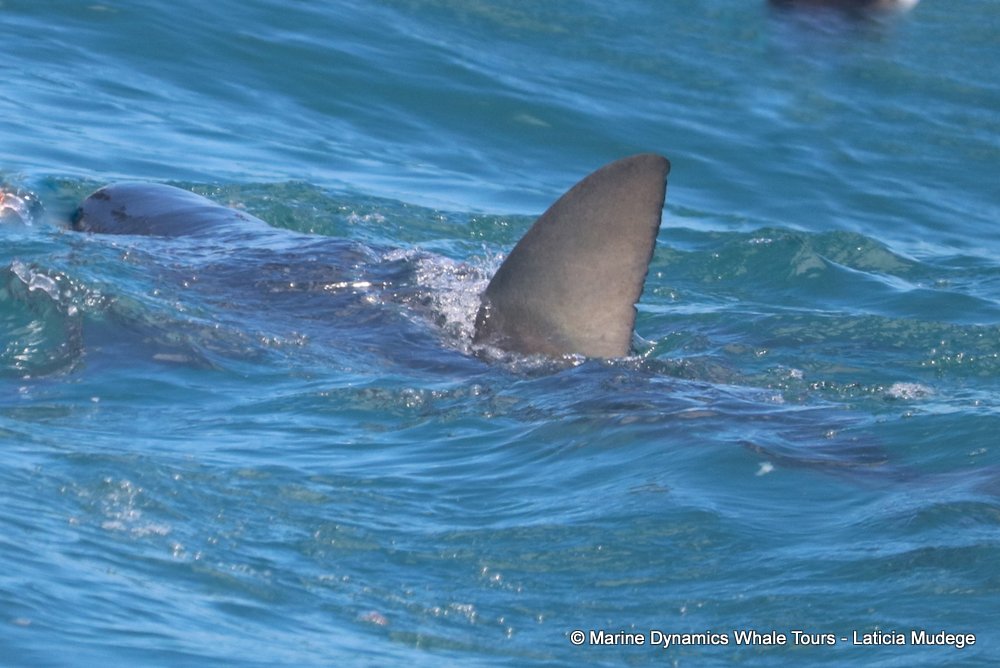 bronze whaler shark, whale watching, gansbaai, south africa,