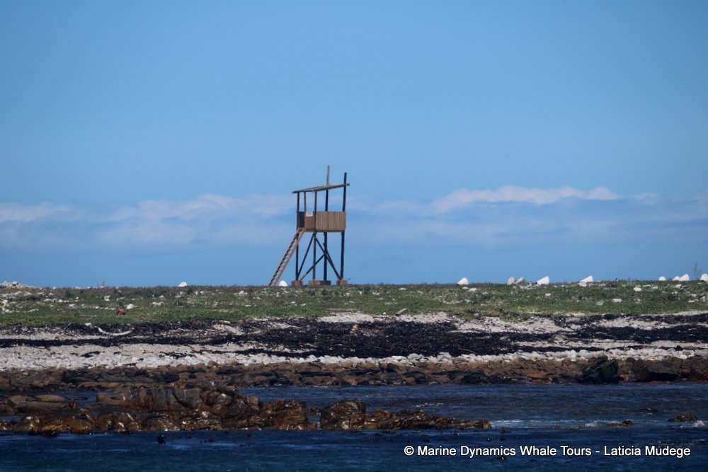 dyer island, whale watching, gansbaai, south africa,