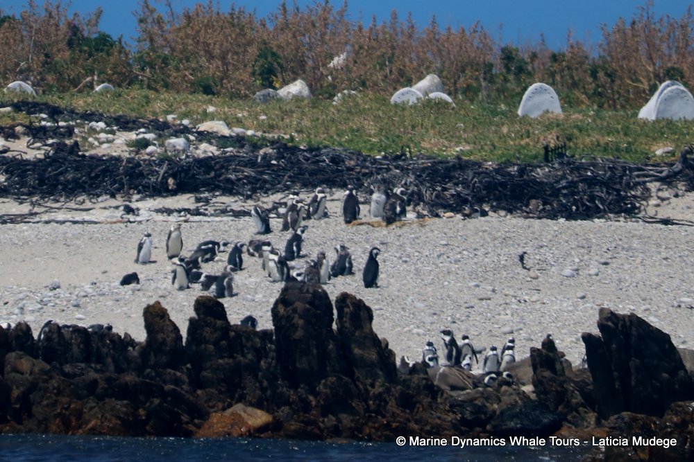 african penguin, whale watching, gansbaai, south africa