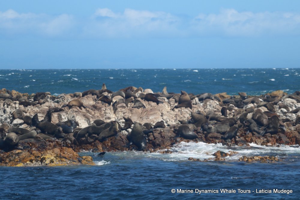 cape fur seal, whale watching, gansbaai, south africa
