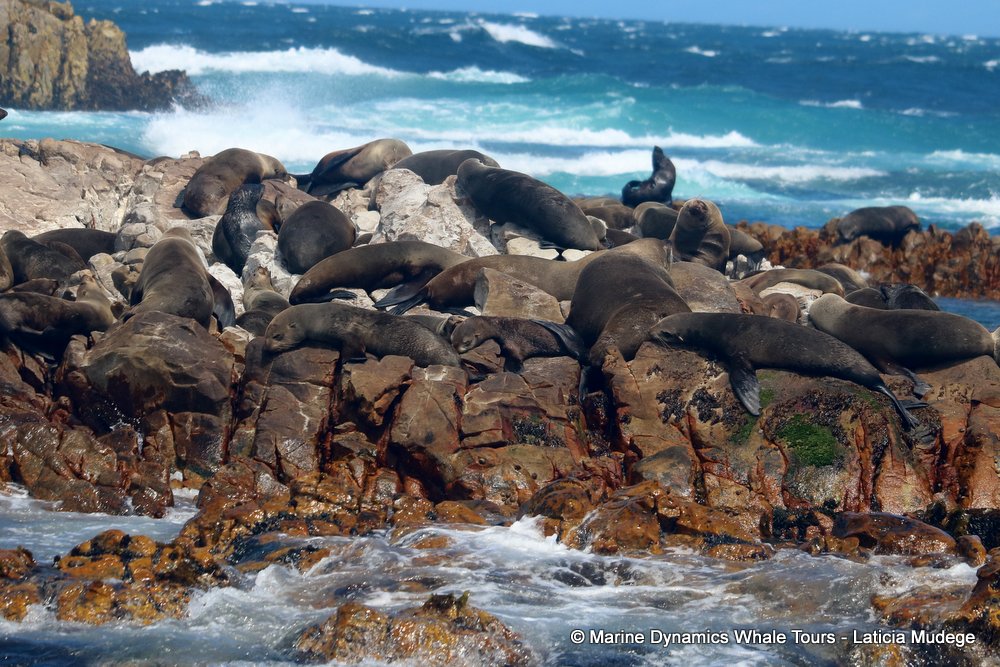 cape fur seal, whale watching, gansbaai, south africa