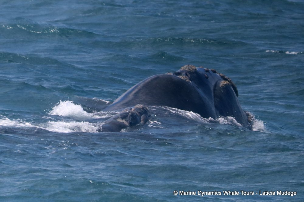 Southern right whale, whale watching, gansbaai, south africa,