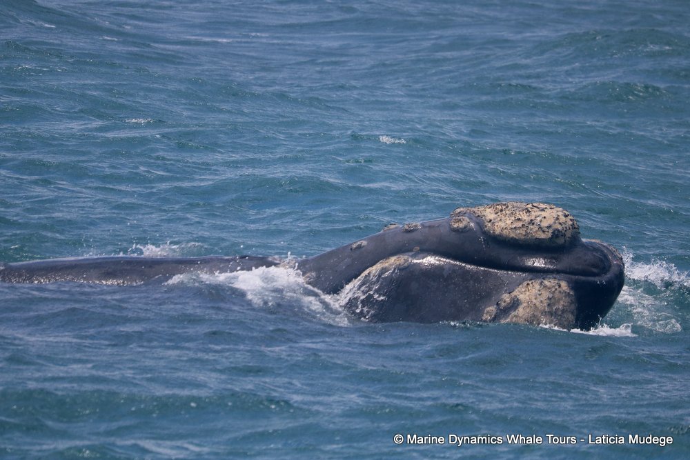 Southern right whale, whale watching, gansbaai, south africa,