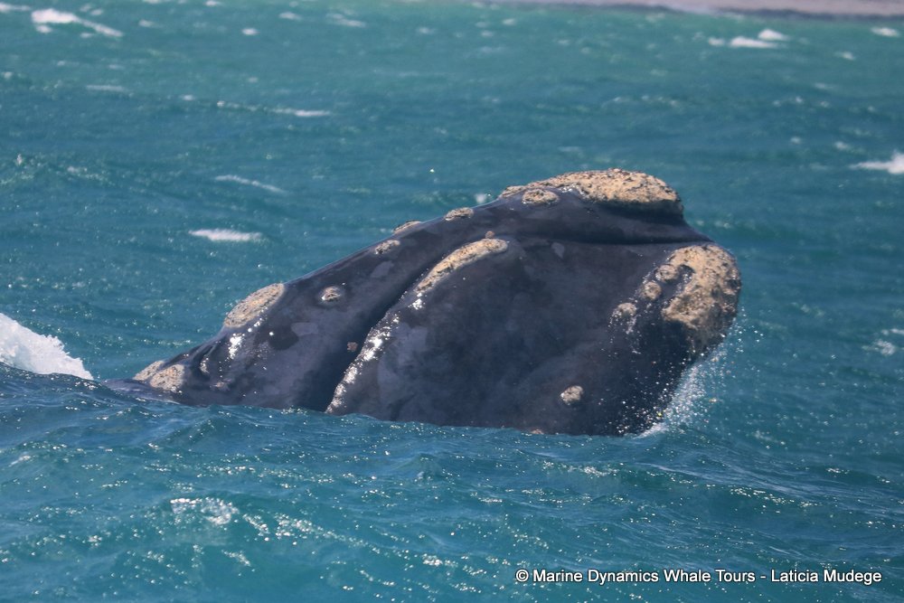 Southern right whale, whale watching, gansbaai, south africa,