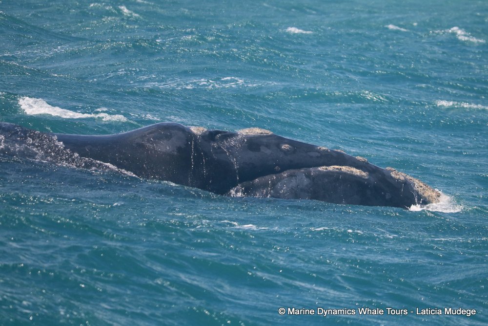 Southern right whale, whale watching, gansbaai, south africa,