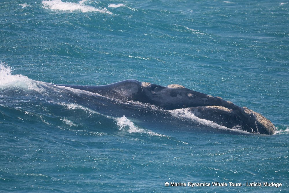 Southern right whale, whale watching, gansbaai, south africa,