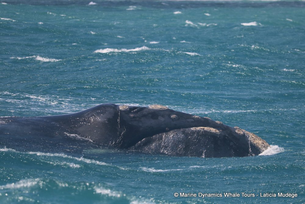 Southern right whale, whale watching, gansbaai, south africa,