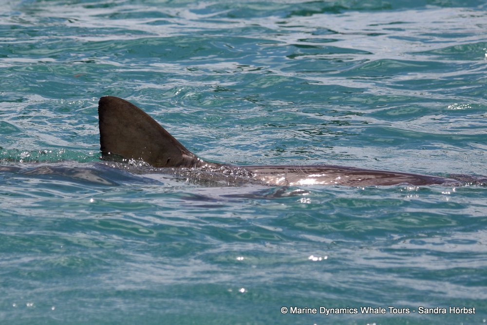 bronze whaler shark, whale watching, gansbaai, south africa,