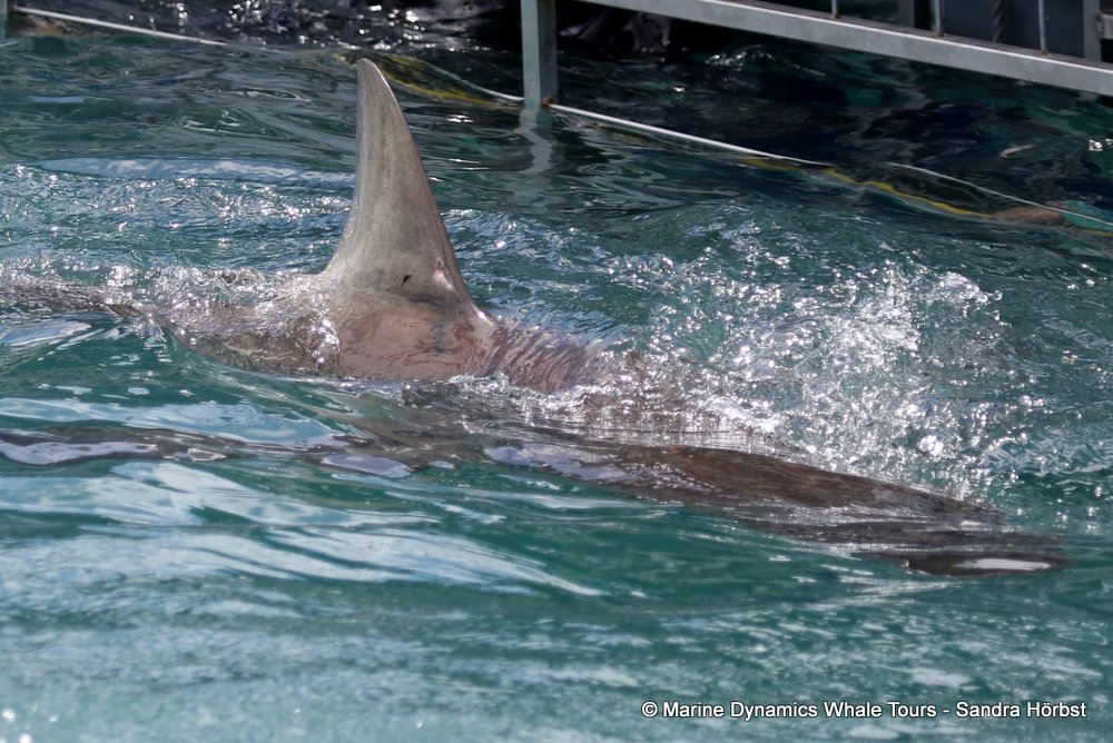 bronze whaler shark, whale watching, gansbaai, south africa,