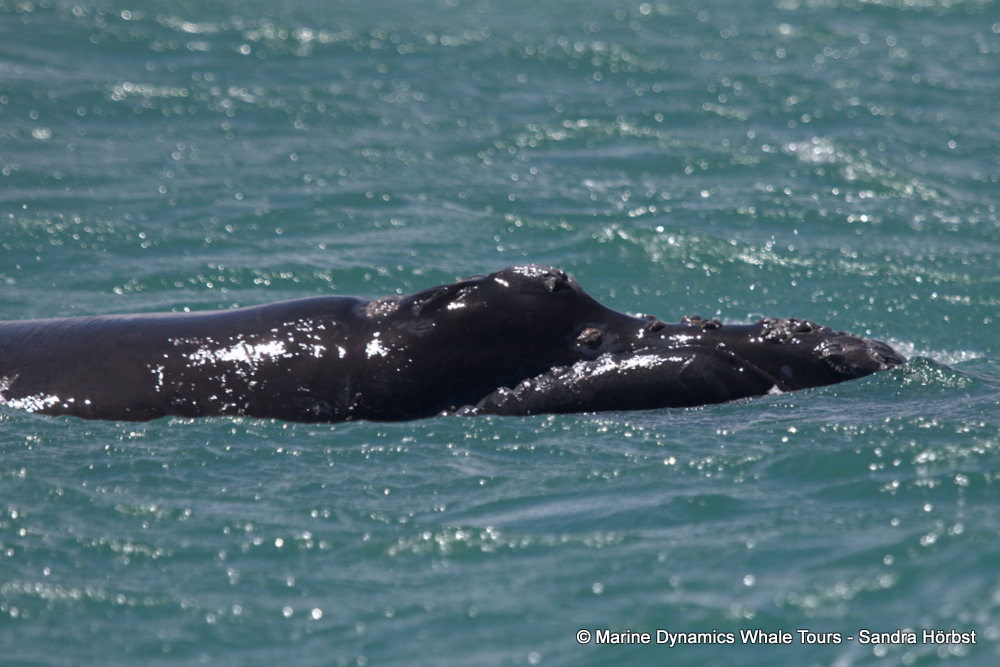 Southern Right Whale, whale watching, gansbaai, south africa,