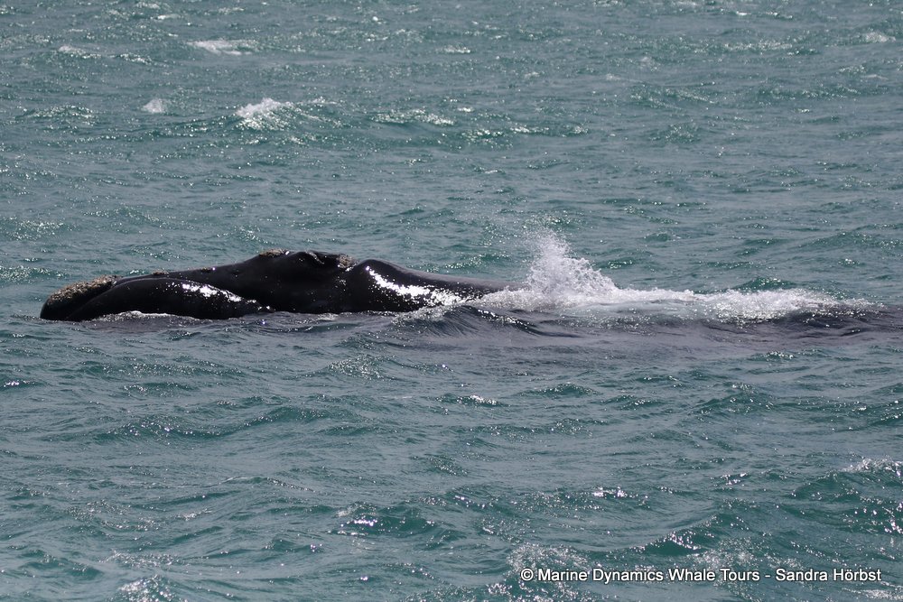 Southern right whale, whale watching, gansbaai, south africa,